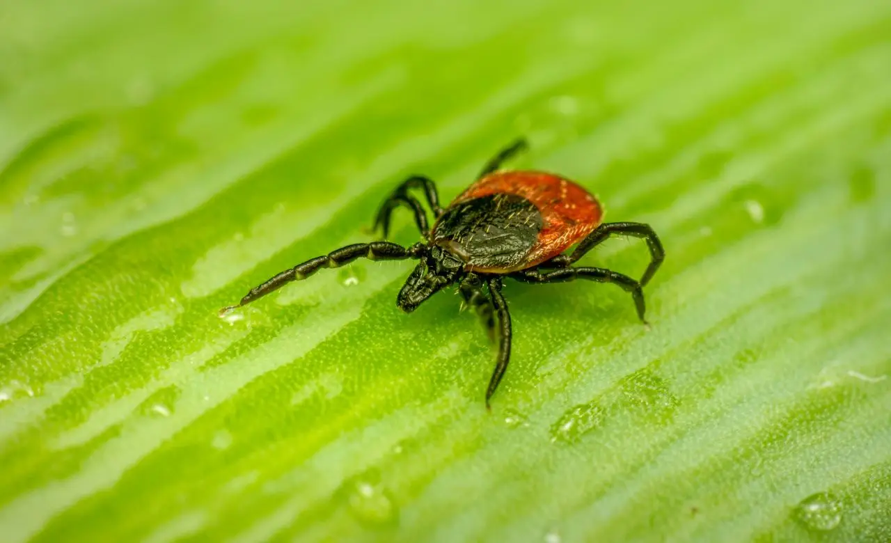 El error que cometes al intentar eliminar plagas en casa y la mejor estrategia profesional que funciona