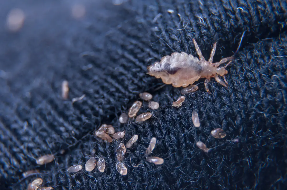 ¿Trips? Descubre el remedio casero y ecológico para eliminarlos