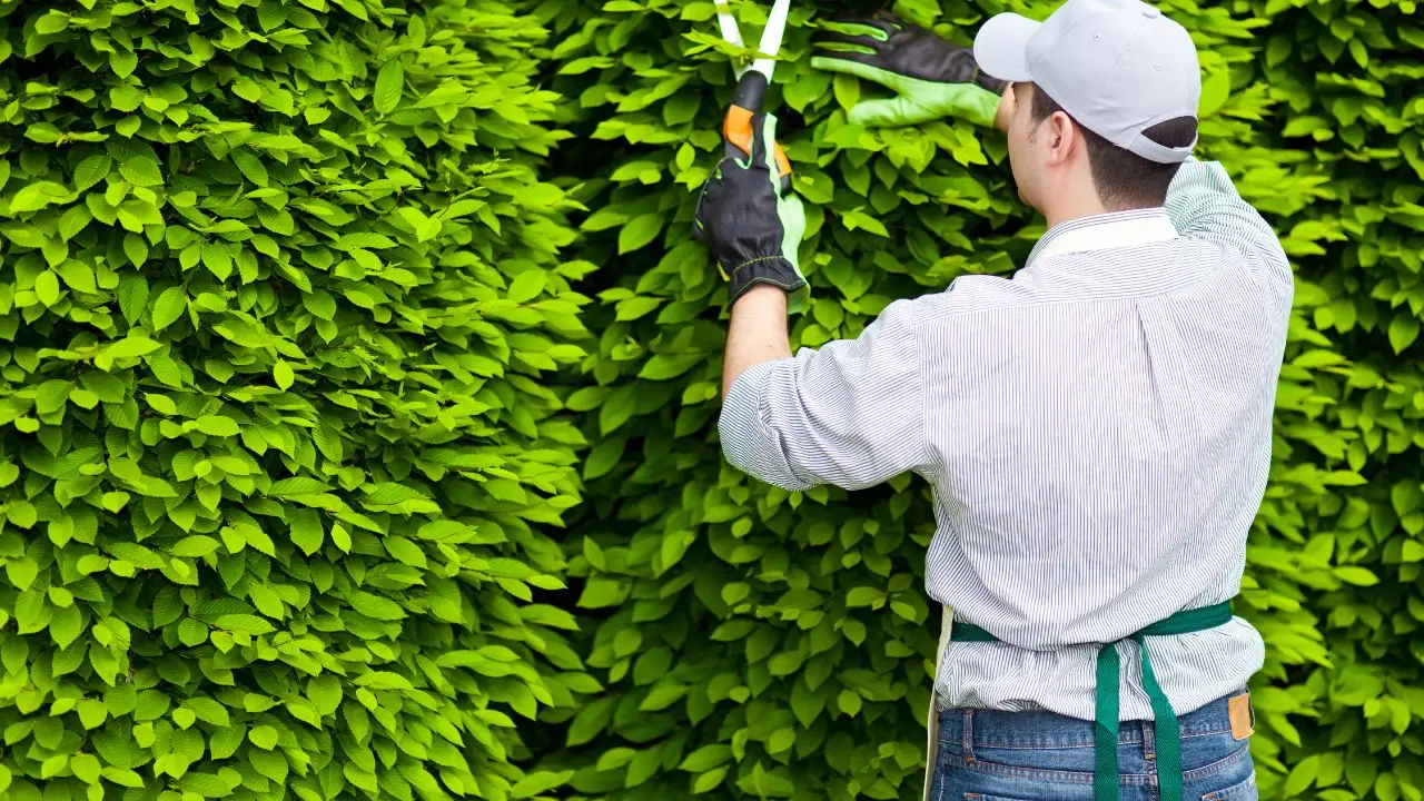 ¿Quieres trabajar al aire libre? Descubre las tareas de jardinería mejor pagadas y más demandadas