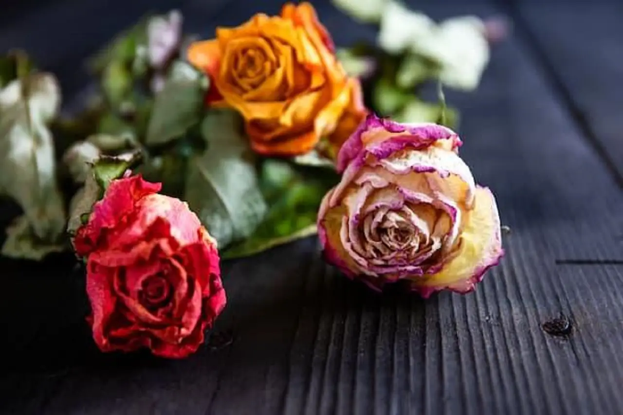 ¿Flores secas o preservadas? Descubre cuál dura más y cuál debes elegir para decorar tu casa