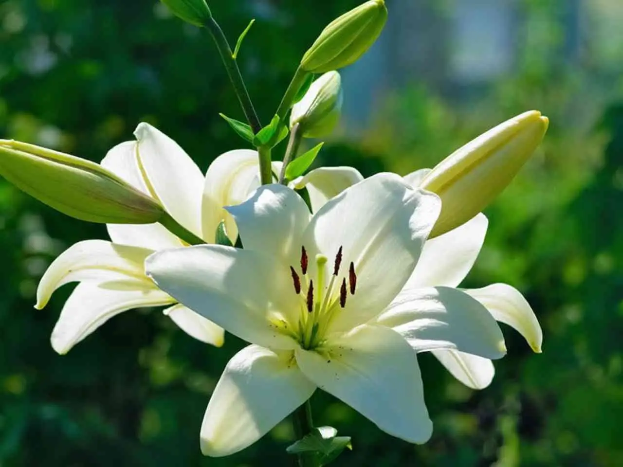 ¿Tienes lirios en el jardín? No sobrevivirán al frío si no haces esto urgente